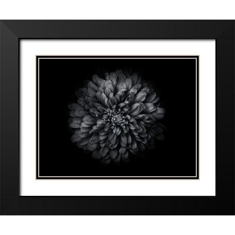 Backyard Flowers Black and White 68 Black Modern Wood Framed Art Print with Double Matting by Carson, Brian