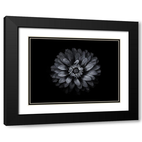 Backyard Flowers Black and White 69 Black Modern Wood Framed Art Print with Double Matting by Carson, Brian