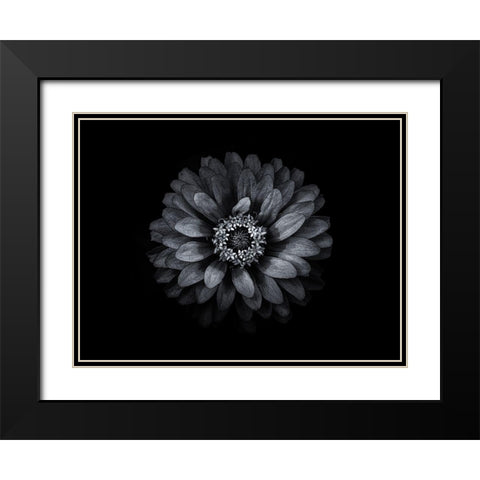 Backyard Flowers Black and White 69 Black Modern Wood Framed Art Print with Double Matting by Carson, Brian