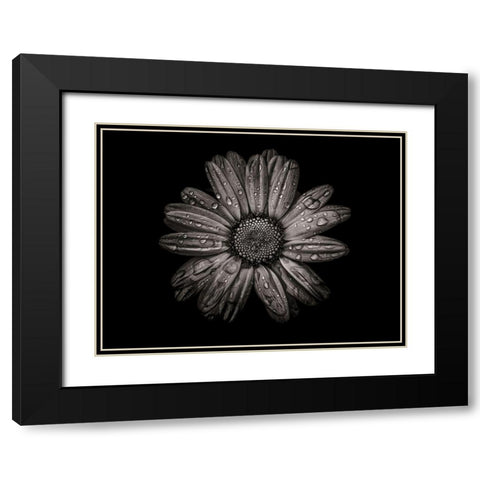Backyard Flowers Black and White 78 Black Modern Wood Framed Art Print with Double Matting by Carson, Brian