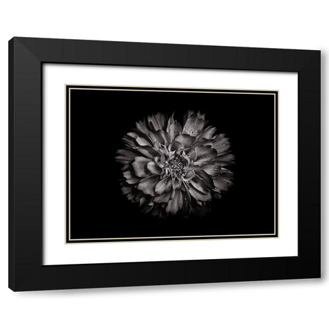 Backyard Flowers Black and White 79 Black Modern Wood Framed Art Print with Double Matting by Carson, Brian