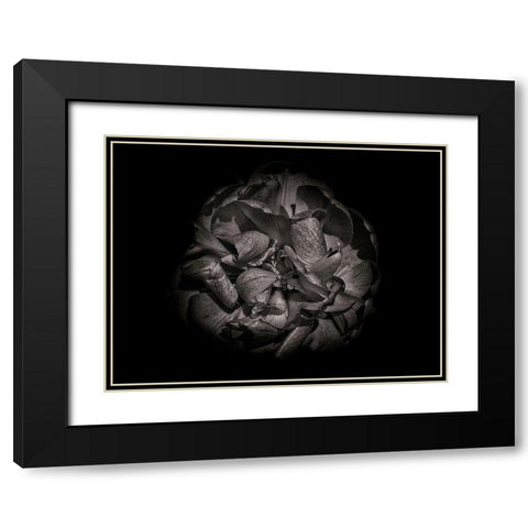 Backyard Flowers Black and White 80 Black Modern Wood Framed Art Print with Double Matting by Carson, Brian