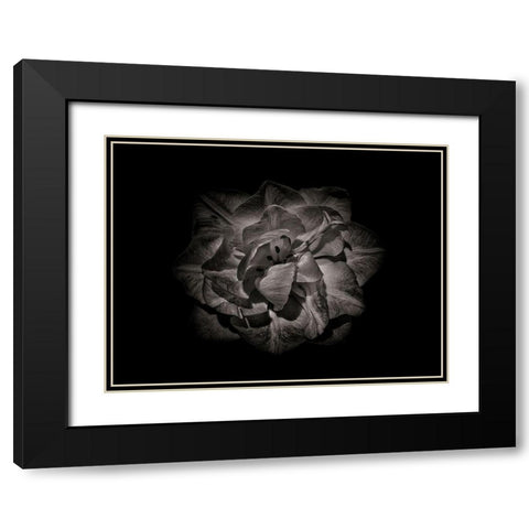 Backyard Flowers Black and White 81 Black Modern Wood Framed Art Print with Double Matting by Carson, Brian