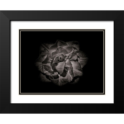 Backyard Flowers Black and White 81 Black Modern Wood Framed Art Print with Double Matting by Carson, Brian
