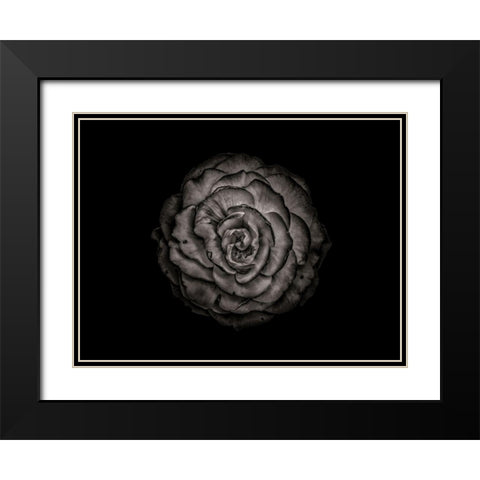 Backyard Flowers Black and White 85 Black Modern Wood Framed Art Print with Double Matting by Carson, Brian
