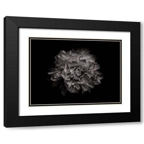Backyard Flowers Black and White 90 Black Modern Wood Framed Art Print with Double Matting by Carson, Brian