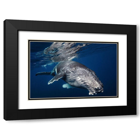 Humpback Whale Black Modern Wood Framed Art Print with Double Matting by Gabriel, Barathieu