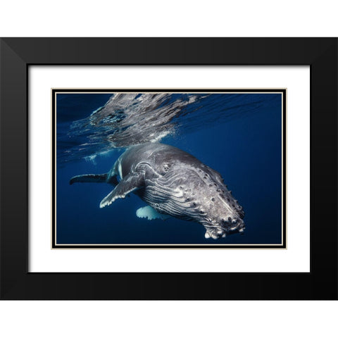 Humpback Whale Black Modern Wood Framed Art Print with Double Matting by Gabriel, Barathieu