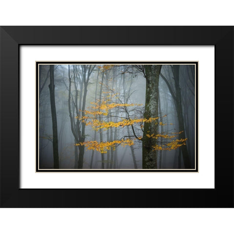Beech Forest in Autumn Black Modern Wood Framed Art Print with Double Matting by Zocchi, Alessandro