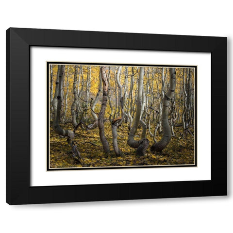 Crooked Aspen Black Modern Wood Framed Art Print with Double Matting by Li, Alex