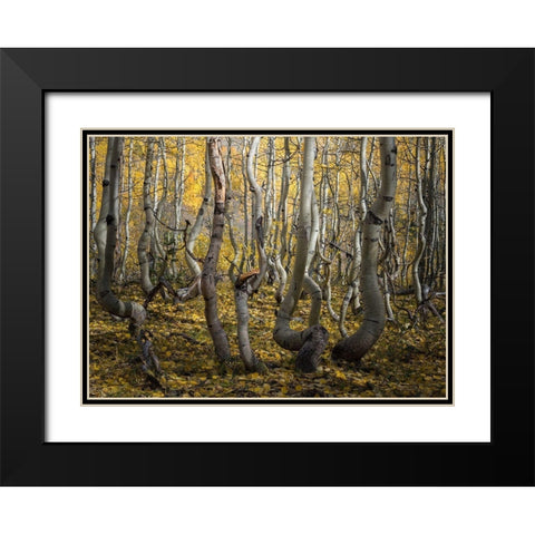 Crooked Aspen Black Modern Wood Framed Art Print with Double Matting by Li, Alex