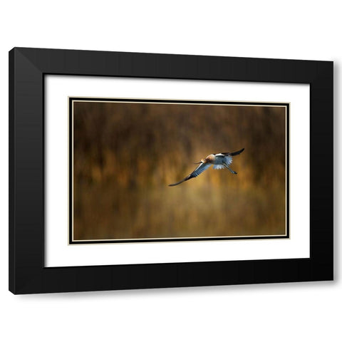 American Avocet Black Modern Wood Framed Art Print with Double Matting by Chang, Phillip