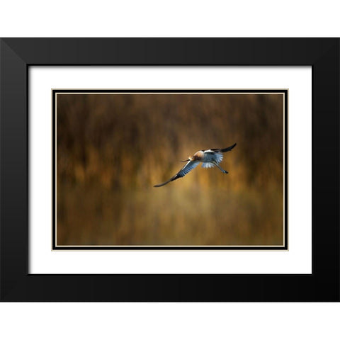 American Avocet Black Modern Wood Framed Art Print with Double Matting by Chang, Phillip