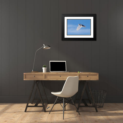 Snowy Owl Black Modern Wood Framed Art Print with Double Matting by Chang, Phillip