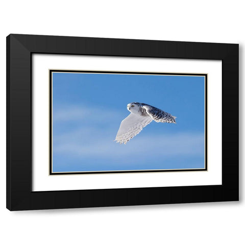 Snowy Owl Black Modern Wood Framed Art Print with Double Matting by Chang, Phillip