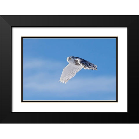 Snowy Owl Black Modern Wood Framed Art Print with Double Matting by Chang, Phillip