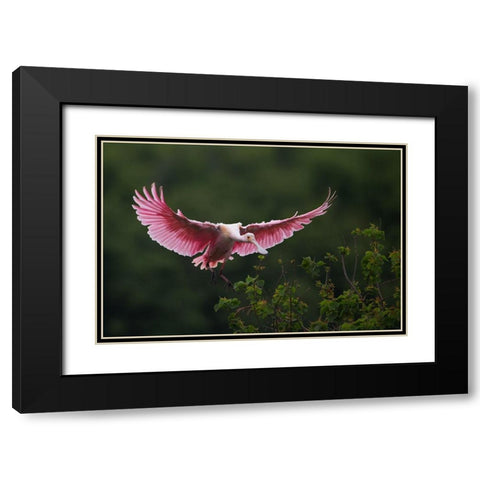 Landing Black Modern Wood Framed Art Print with Double Matting by Chang, Phillip