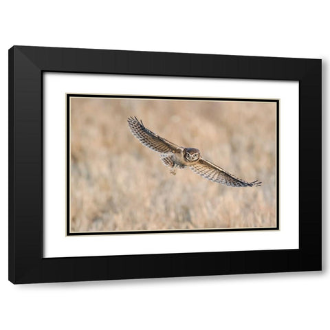 Baby Burrowing Owl Black Modern Wood Framed Art Print with Double Matting by Chang, Phillip