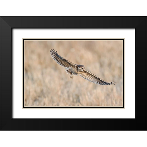 Baby Burrowing Owl Black Modern Wood Framed Art Print with Double Matting by Chang, Phillip