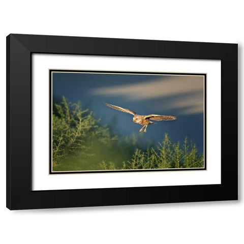 Burrowing owl Black Modern Wood Framed Art Print with Double Matting by Chang, Phillip