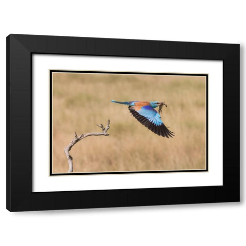 The Roller Black Modern Wood Framed Art Print with Double Matting by Chang, Phillip