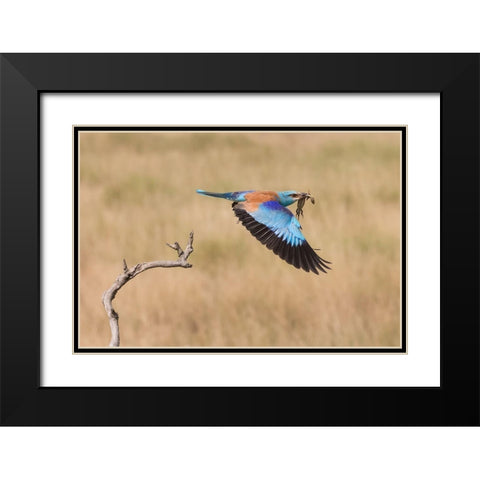 The Roller Black Modern Wood Framed Art Print with Double Matting by Chang, Phillip