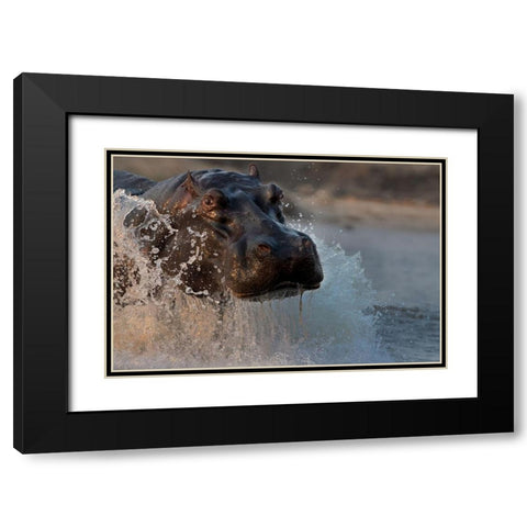 The Hippo Black Modern Wood Framed Art Print with Double Matting by Chang, Phillip