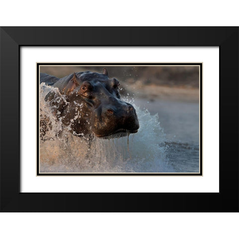 The Hippo Black Modern Wood Framed Art Print with Double Matting by Chang, Phillip