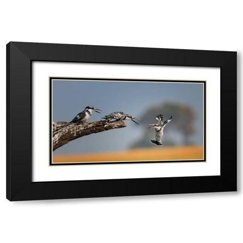 Kingfisher Black Modern Wood Framed Art Print with Double Matting by Chang, Phillip
