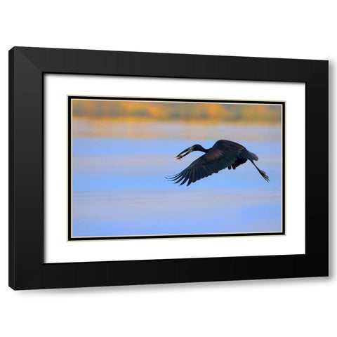 Openbill stork Black Modern Wood Framed Art Print with Double Matting by Chang, Phillip
