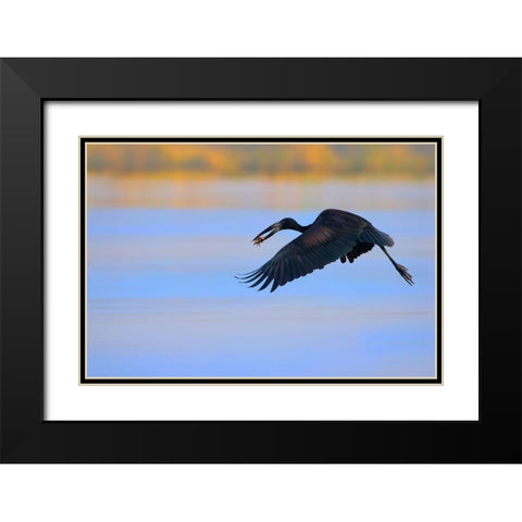 Openbill stork Black Modern Wood Framed Art Print with Double Matting by Chang, Phillip