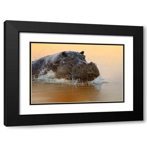 The rise of the hippo Black Modern Wood Framed Art Print with Double Matting by Chang, Phillip