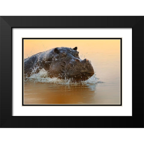 The rise of the hippo Black Modern Wood Framed Art Print with Double Matting by Chang, Phillip