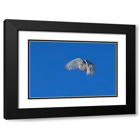 Snowy Owl Black Modern Wood Framed Art Print with Double Matting by Chang, Phillip