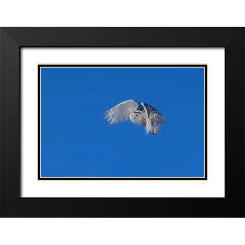 Snowy Owl Black Modern Wood Framed Art Print with Double Matting by Chang, Phillip