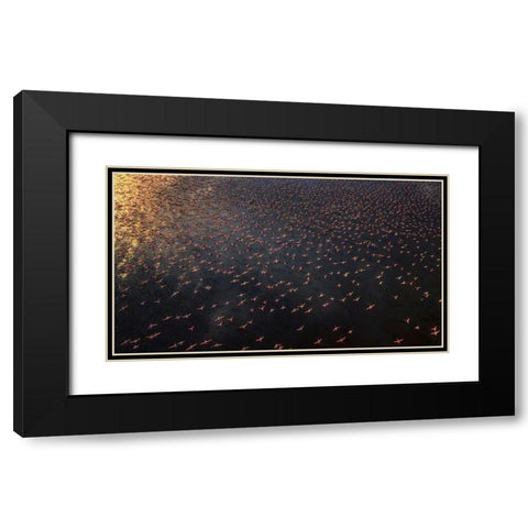 Flamingo Black Modern Wood Framed Art Print with Double Matting by Chang, Phillip