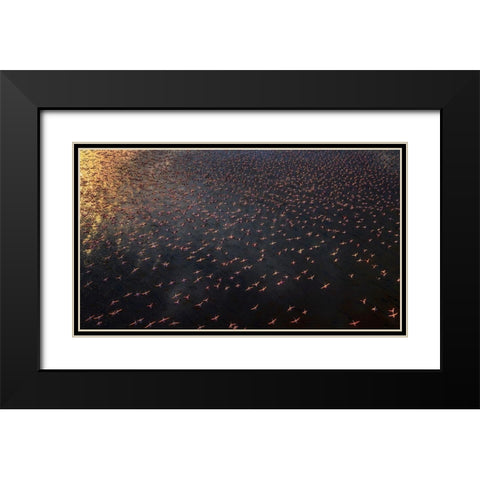 Flamingo Black Modern Wood Framed Art Print with Double Matting by Chang, Phillip