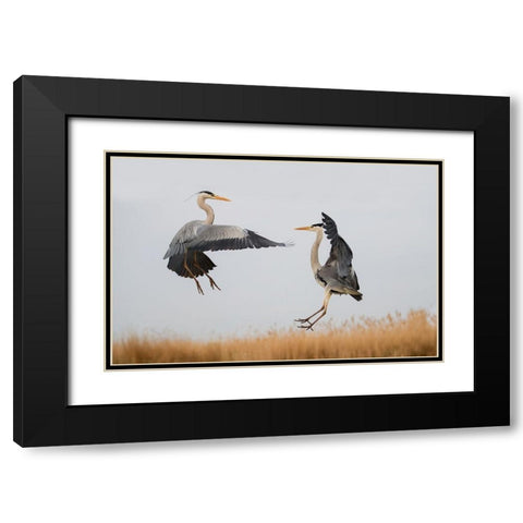 Confrontation Black Modern Wood Framed Art Print with Double Matting by Chang, Phillip