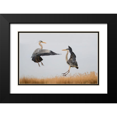 Confrontation Black Modern Wood Framed Art Print with Double Matting by Chang, Phillip