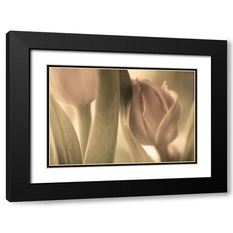 Tulips Black Modern Wood Framed Art Print with Double Matting by Wallberg, Allan