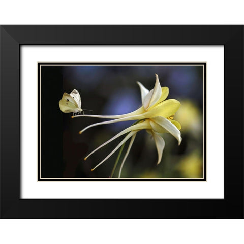 Akelei Black Modern Wood Framed Art Print with Double Matting by Cseresnjes, Anna