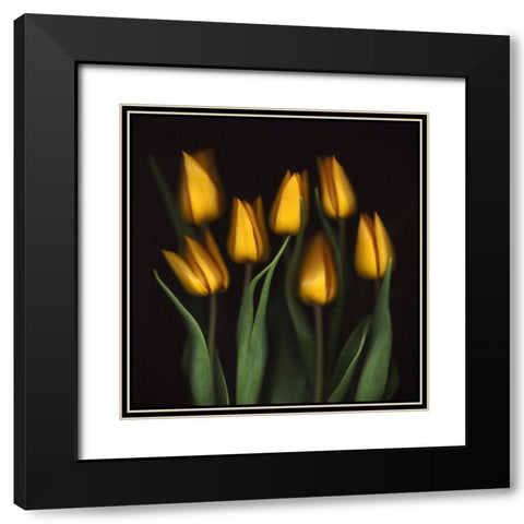 Tulips Black Modern Wood Framed Art Print with Double Matting by Haslam, Brian