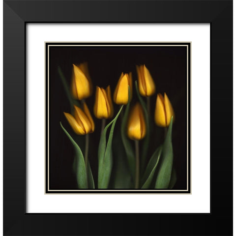 Tulips Black Modern Wood Framed Art Print with Double Matting by Haslam, Brian