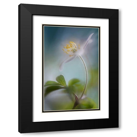 Springtime Black Modern Wood Framed Art Print with Double Matting by Westum, Heidi