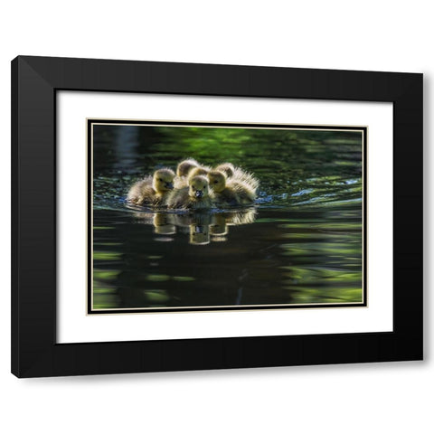 Cute Baby Canada Geese Black Modern Wood Framed Art Print with Double Matting by Tian, Xiaobing