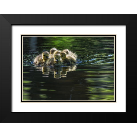 Cute Baby Canada Geese Black Modern Wood Framed Art Print with Double Matting by Tian, Xiaobing