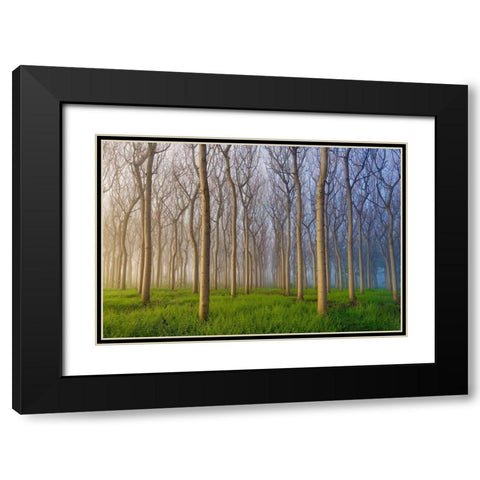 Morning of the Forest Black Modern Wood Framed Art Print with Double Matting by Chan, Andy