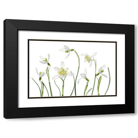 Spring Snowdrops Black Modern Wood Framed Art Print with Double Matting by Disher, Mandy
