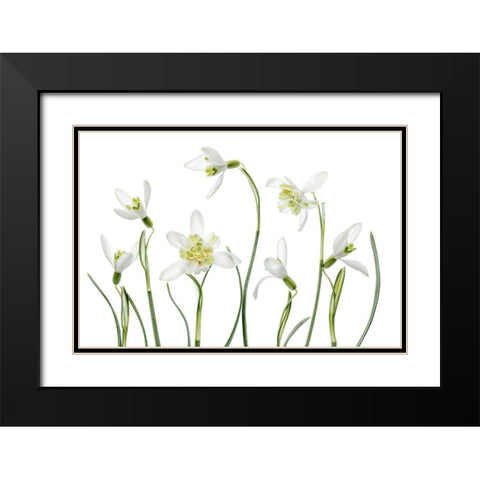 Spring Snowdrops Black Modern Wood Framed Art Print with Double Matting by Disher, Mandy