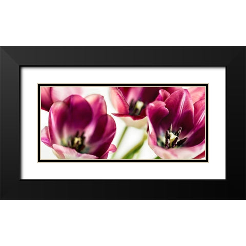 TULIPS IV Black Modern Wood Framed Art Print with Double Matting by Bsmart